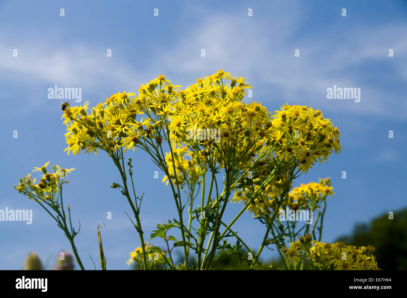 (Jacobaea séneçon vulgaris) contre le ciel bleu, Cardiff, Pays de Galles, Royaume-Uni. Banque D'Images