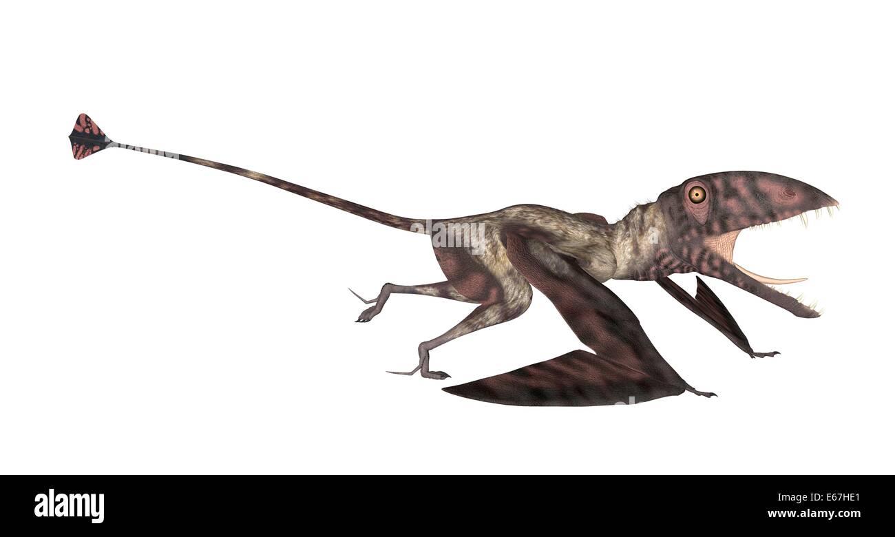 Dimorphodon Dimorphodons dinosaur Dinosaurier / Banque D'Images