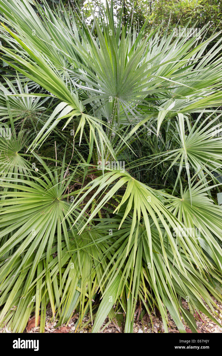 Frondes de l'European fan palm, Chamaerops humilis, dans un jardin de Plymouth Banque D'Images