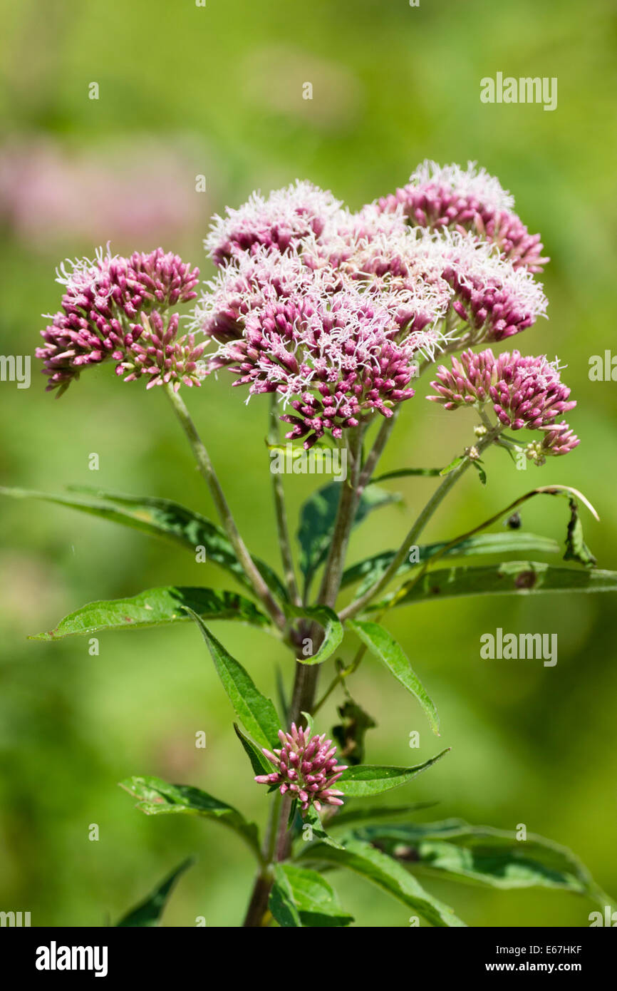 Les fleurs de l'aigremoine Eupatorium cannabinum, chanvre Banque D'Images