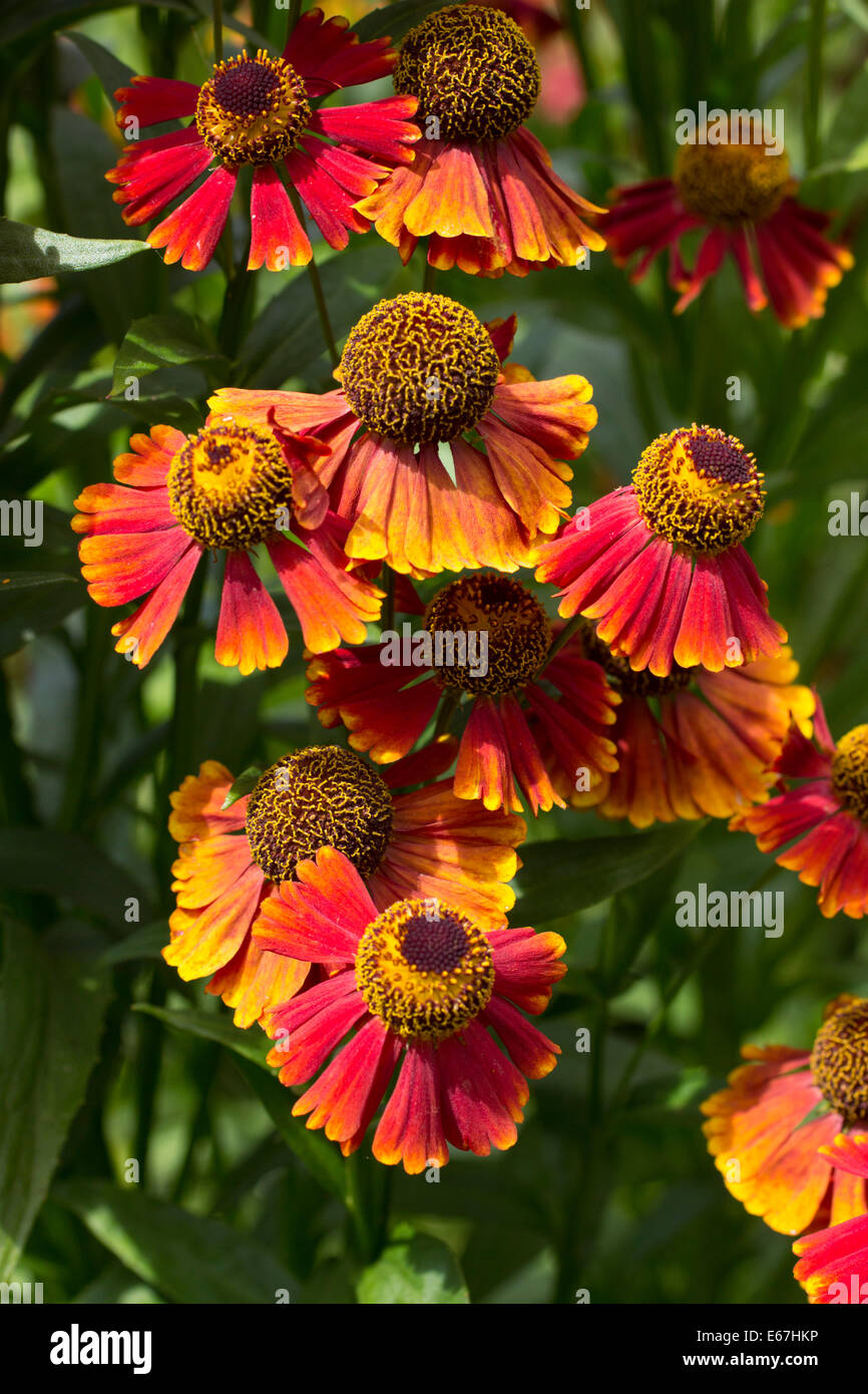Les fleurs de l'août, sneezeweed Helenium 'Rubinzwerg' Banque D'Images