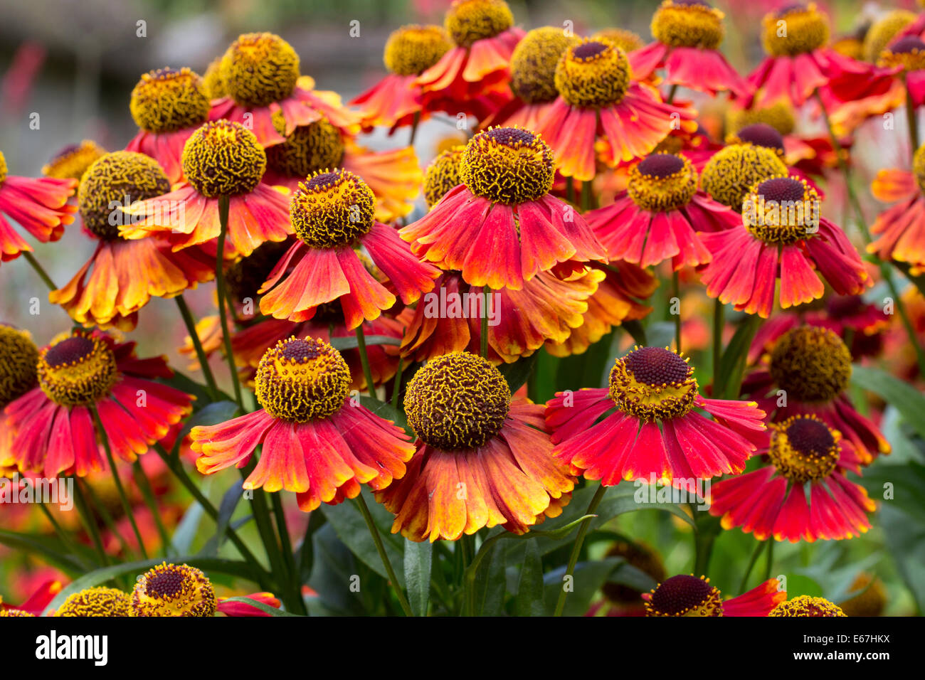Les fleurs de l'août, sneezeweed Helenium 'Rubinzwerg' Banque D'Images