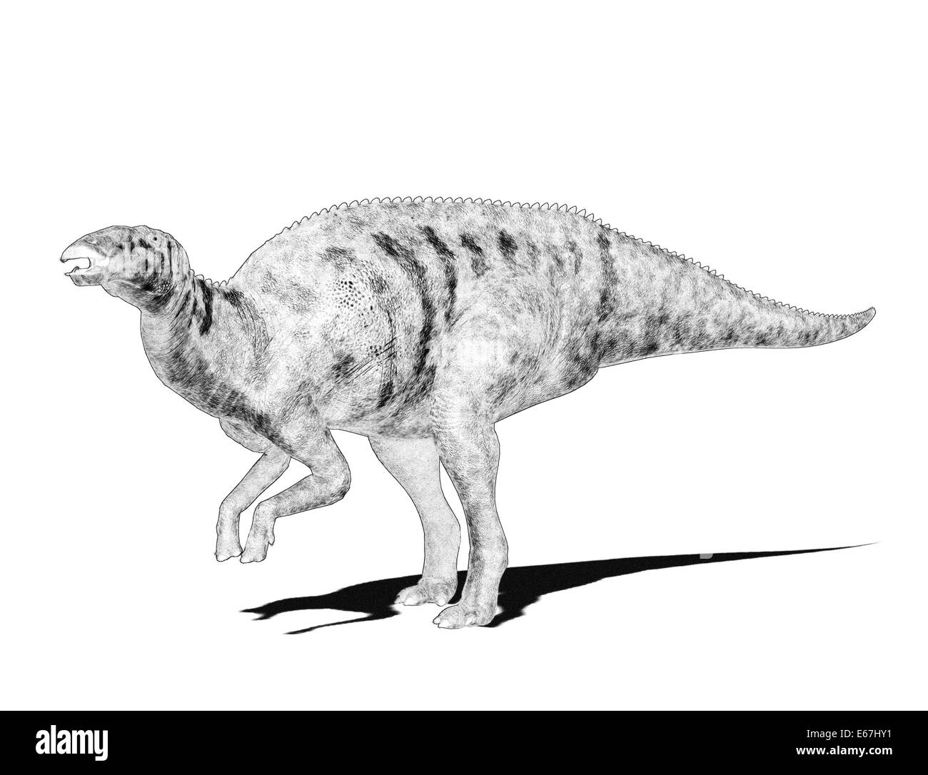 Edmontosaurus dinosaur Dinosaurier Edmontosaurus / Banque D'Images