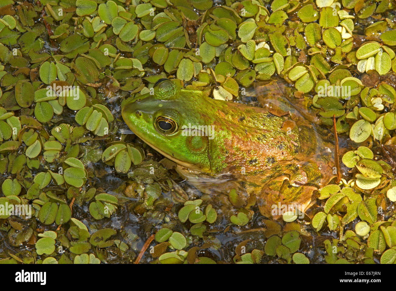(Lithobates catesbeianus grenouille taureau américain), en Louisiane Banque D'Images