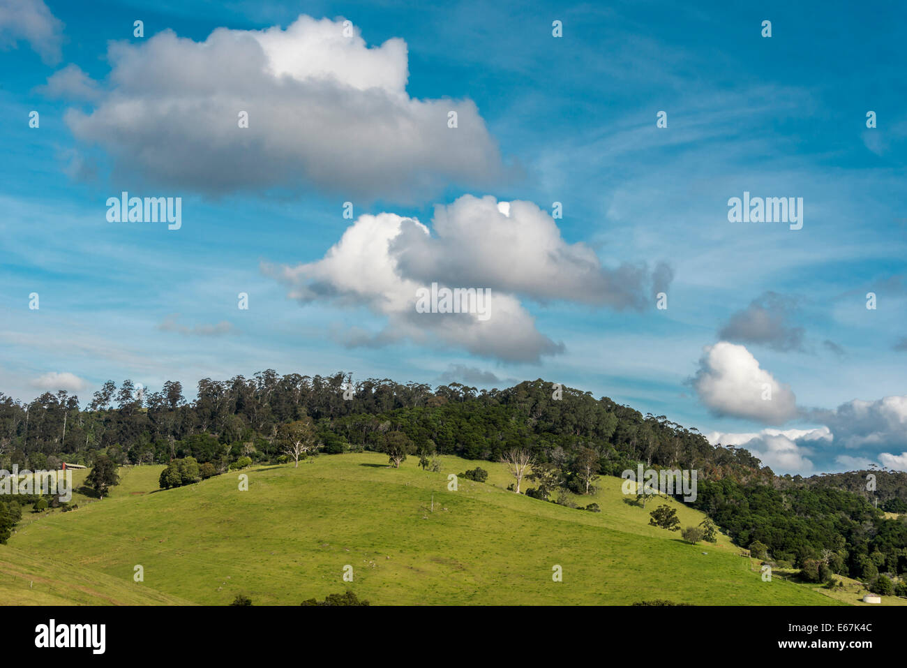 Collines pastural contre terre et ciel bleu ciel duveteux, Nethercote district agricole, Eden, NSW Australie Banque D'Images