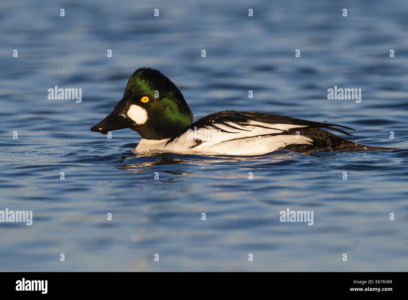 - Bucephala clangula Garrot mâle adulte - Banque D'Images