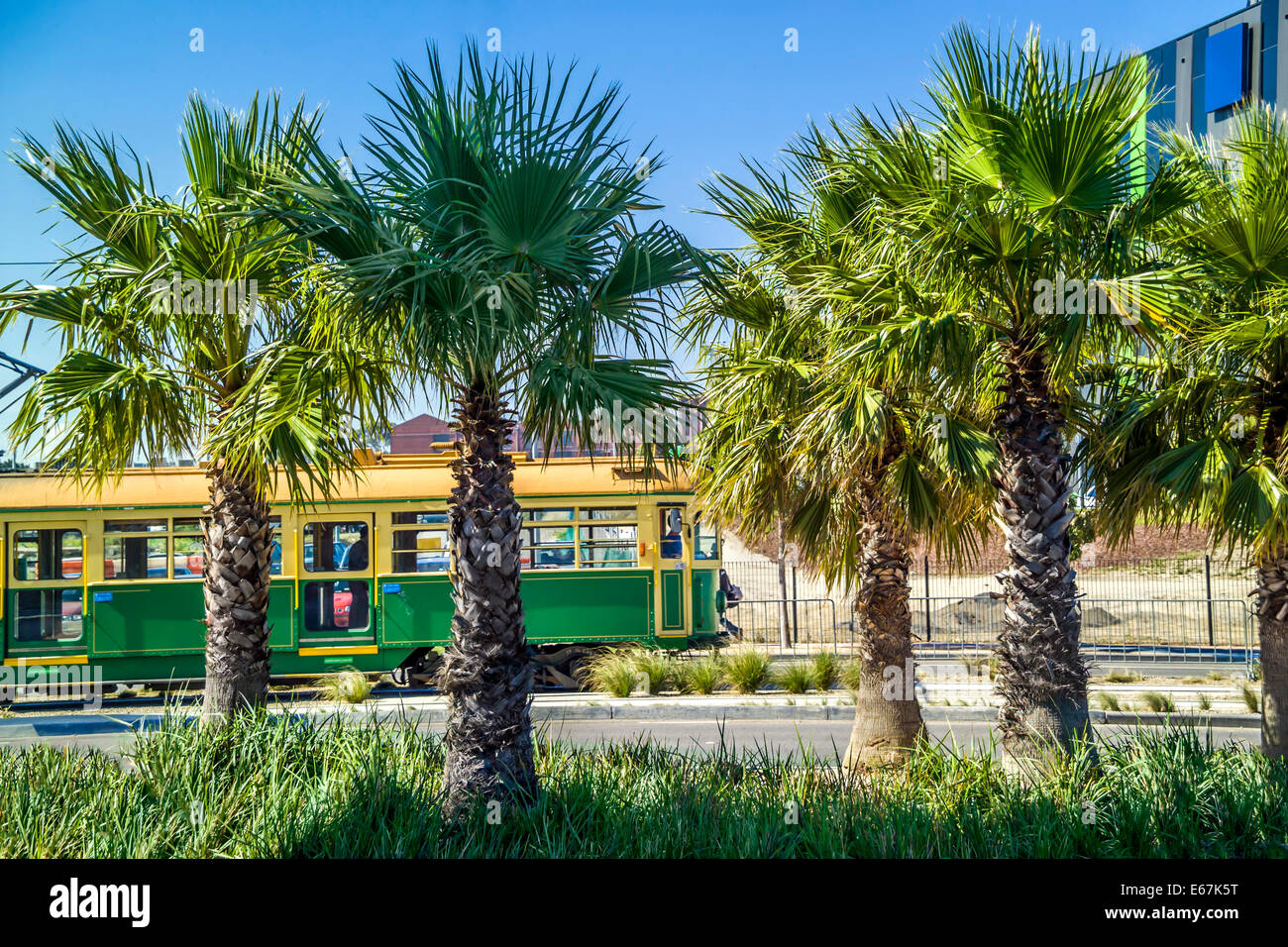 Patrimoine vert et jaune emblématique tram circulant le long de la rue de ligne de palmiers à Docklands, Melbourne, Australie Banque D'Images