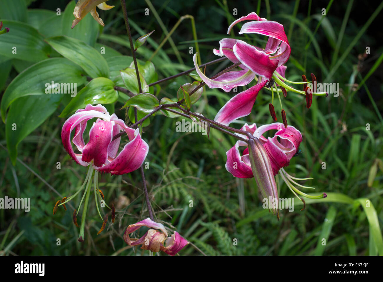 Fleurs de la Lys Orienpet, Lilium 'Black Beauty' Banque D'Images