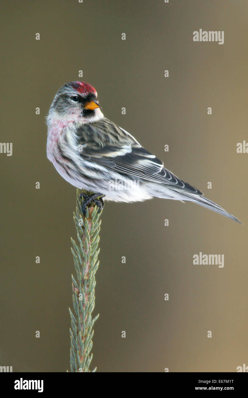 Sizerin flammé - Carduelis flammea - homme adulte Banque D'Images