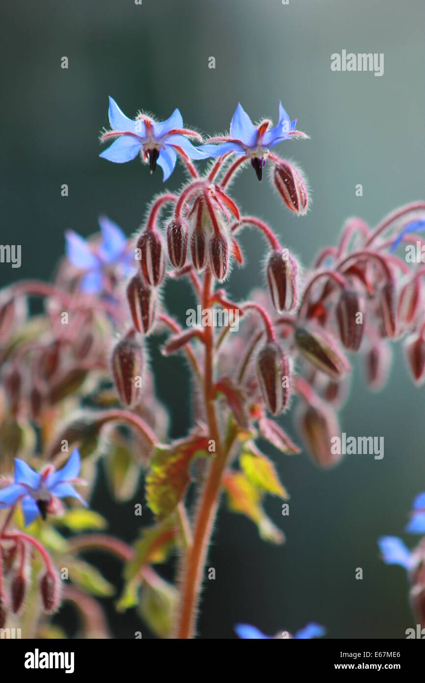 Fleurs de bourrache Banque D'Images