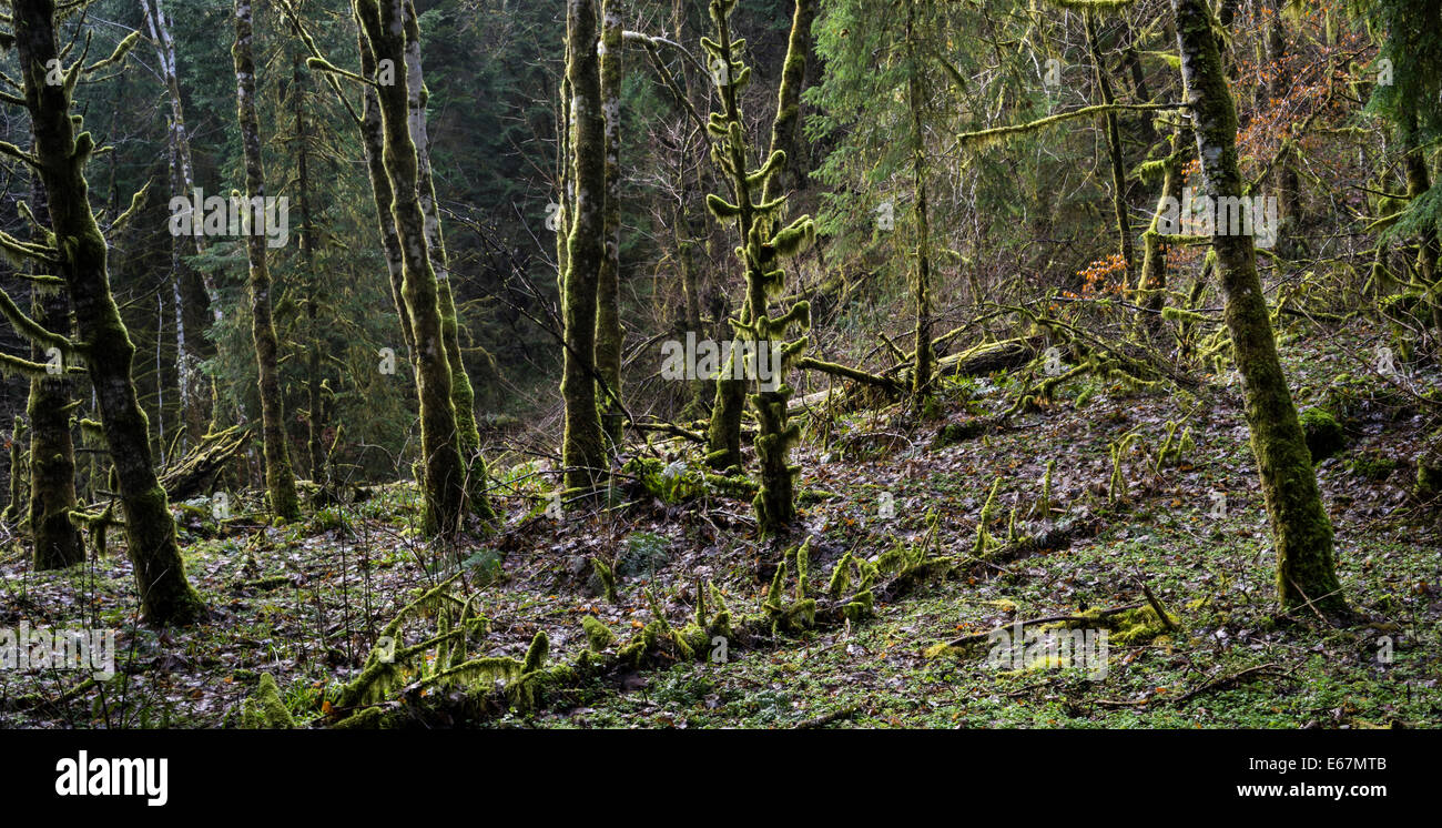 Les arbres moussus dans Reelig Glen dans les highlands écossais. Banque D'Images