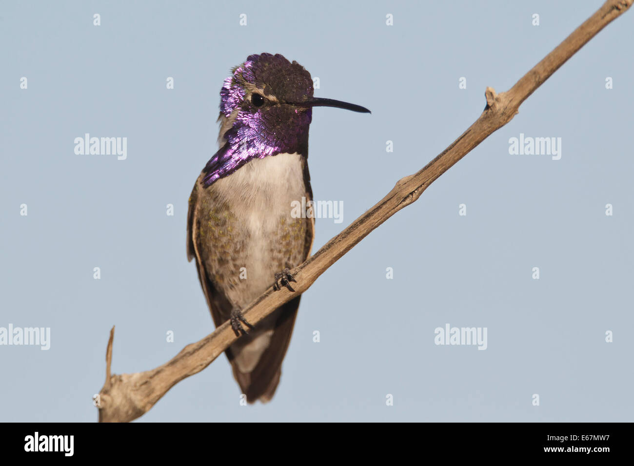 Costa's Hummingbird - Calypte costae - homme adulte Banque D'Images