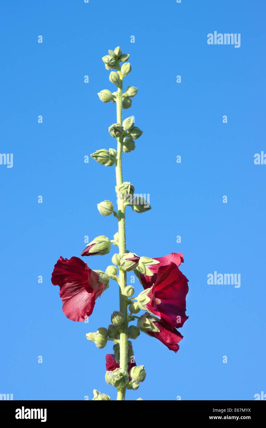Rose Trémière, Alcea rosea commun ; pédoncule Malvacées avec bourgeons et fleurs Banque D'Images