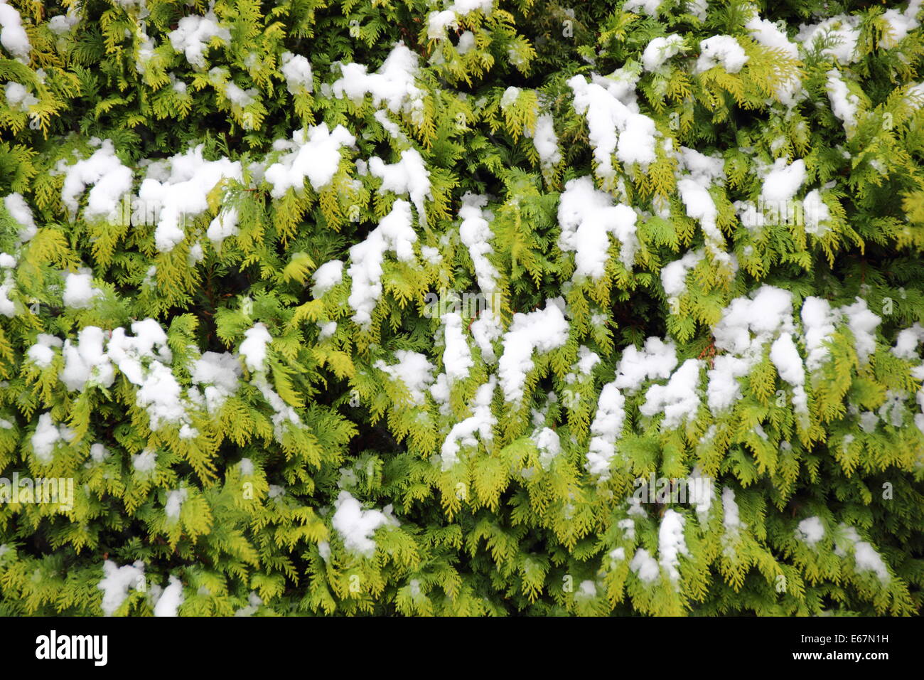 Arrière-plan de couverture thuja Evergreen en hiver avec de la neige Banque D'Images