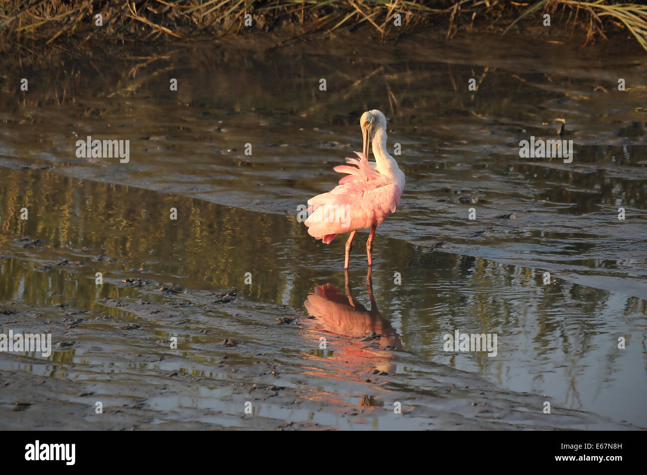 Une Spatule rosée s'arrête pour preen ses plumes en pataugeant dans un marais côtier st coucher du soleil. Photographié en Caroline du Sud. Banque D'Images