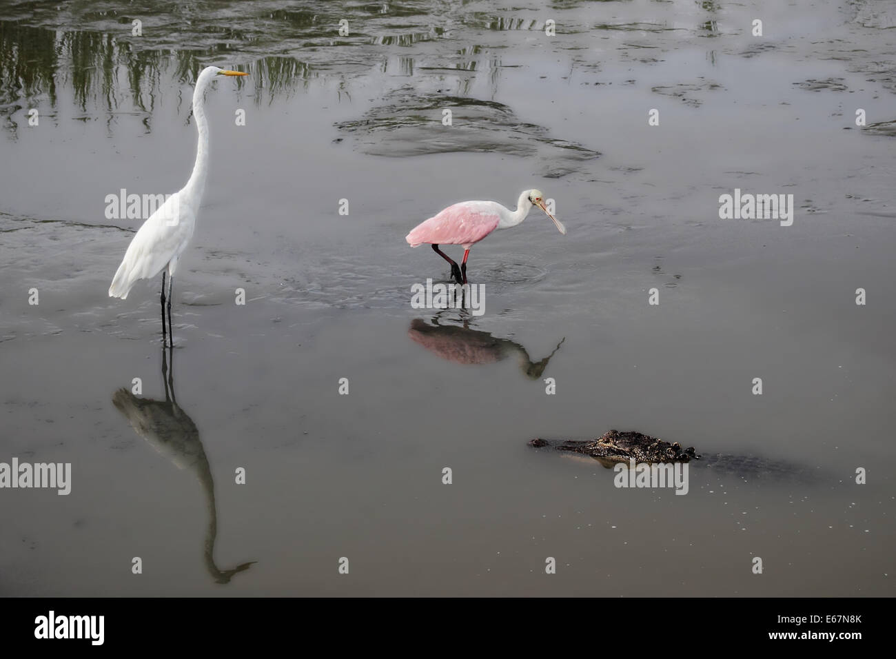 Une Spatule rosée, une grande aigrette et un alligator ont une rencontre dans une des zones humides côtières. Photographié dans le sud de Caro Banque D'Images