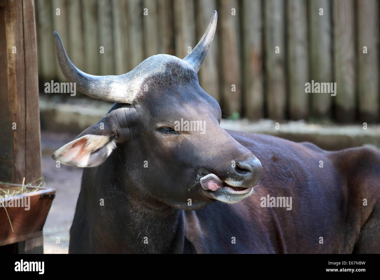 Un banteng, Bos javanicus, dans une clôture. Ces bêtes sont utilisés comme animaux de travail et pour leur viande dans plusieurs endroits dans Southeas Banque D'Images
