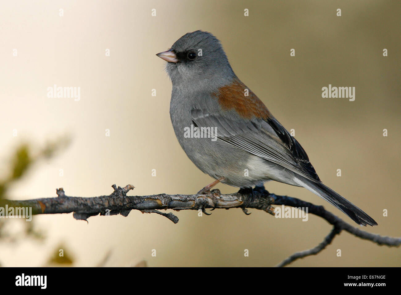 Dark-eyed Junco Junco hyemalis - à tête grise (race) Banque D'Images