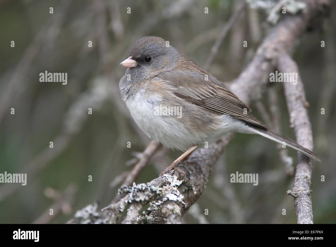 Dark-eyed Junco Junco hyemalis - couleur ardoise (race) - femmes Banque D'Images