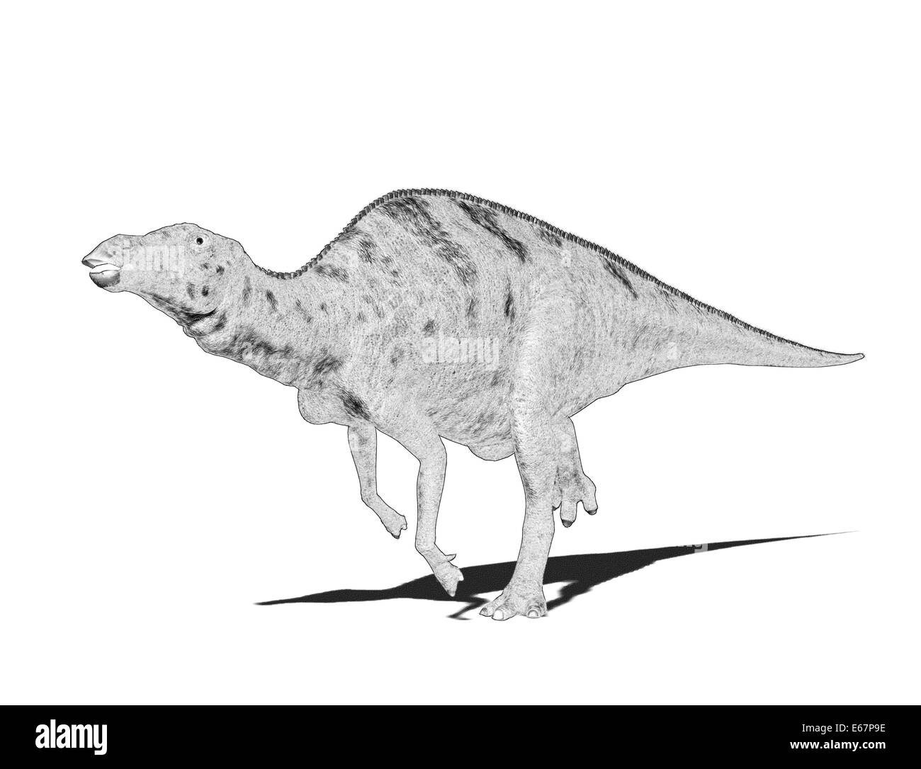 Maiasaura Dinosaurier Maiasaura dinosaure / Banque D'Images