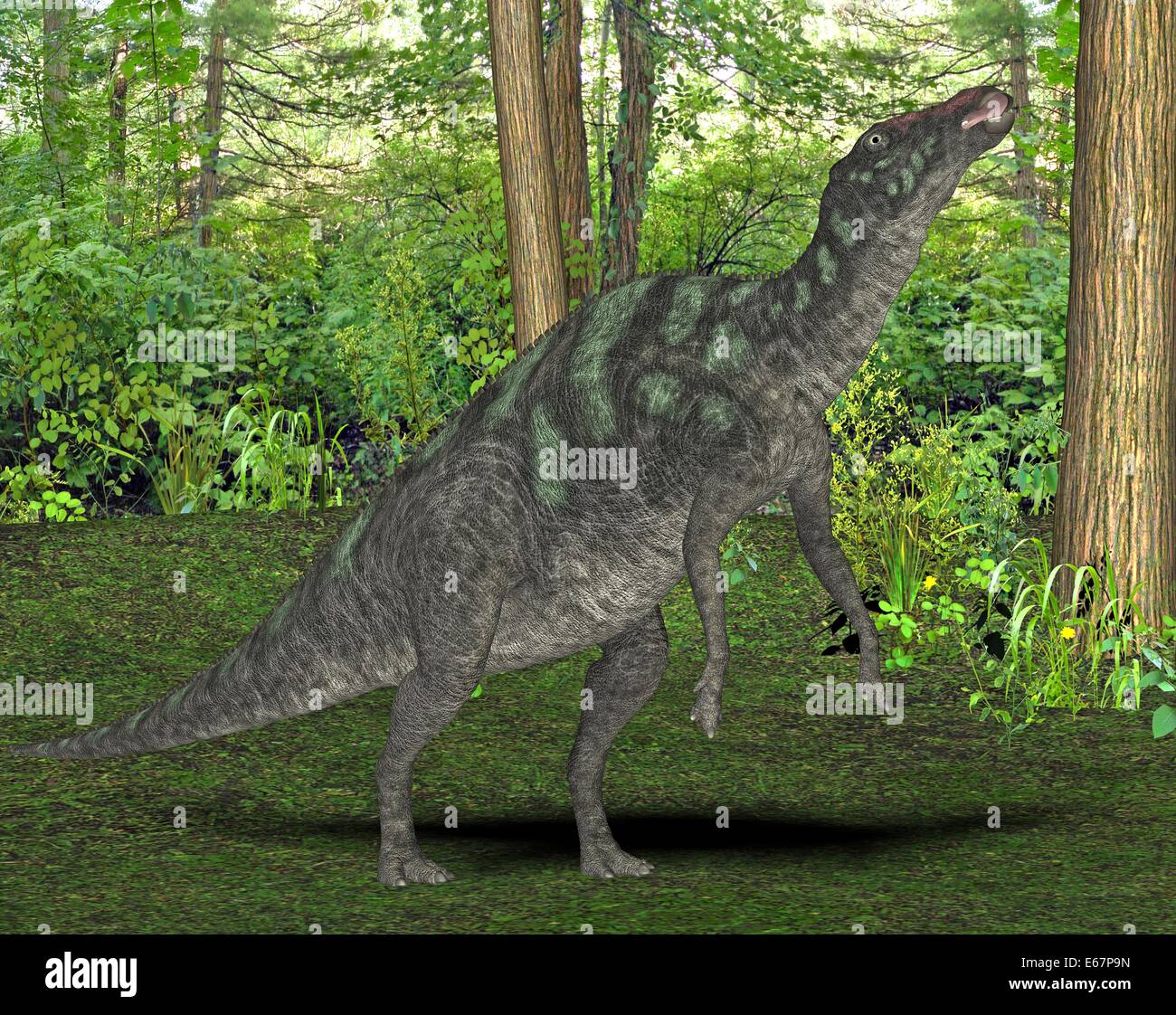 Maiasaura Dinosaurier Maiasaura dinosaure / Banque D'Images