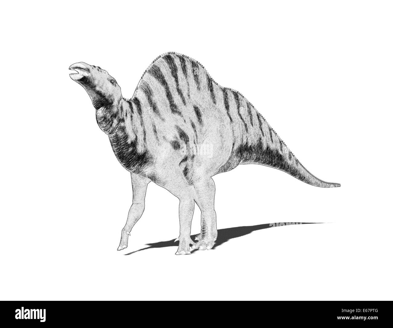 Ouranosaurus Ouranosaurus dinosaur Dinosaurier / Banque D'Images