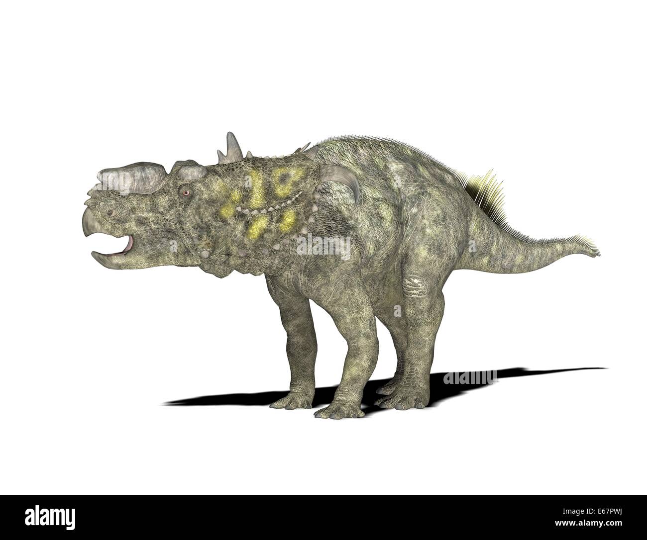 Dinosaure Pachyrhinosaurus Dinosaurier Pachyrhinosaurus / Banque D'Images