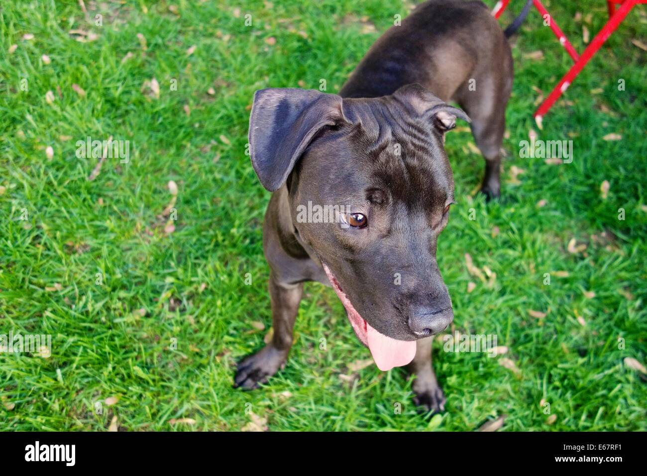 Chien Pitbull, American Staffordshire terrier. Banque D'Images