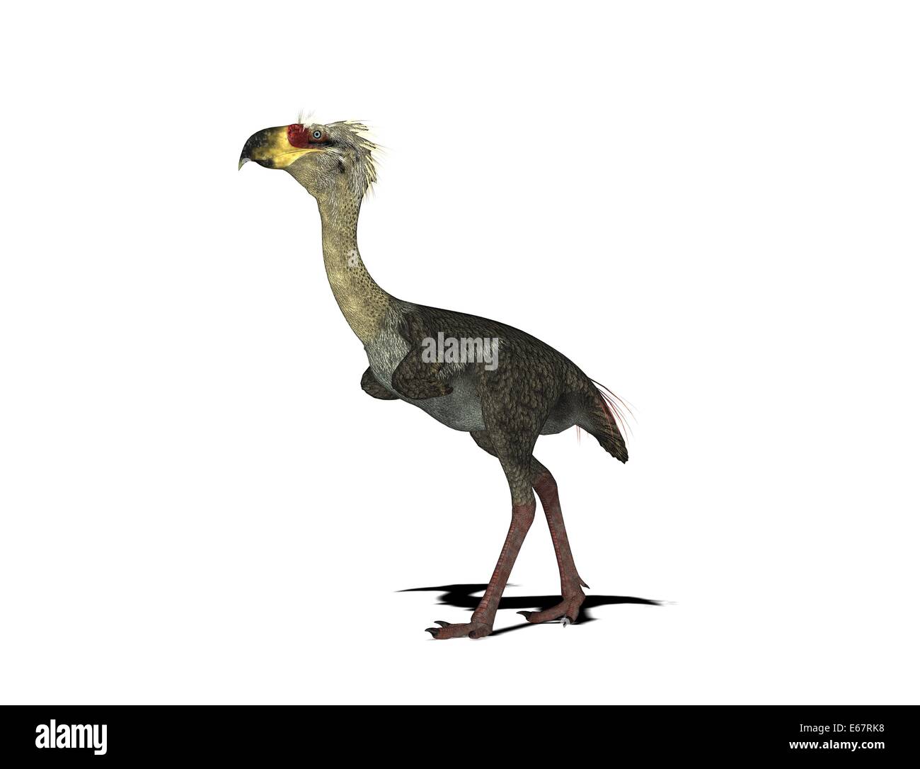 Phorusrhacos Phorusrhacos dinosaur Dinosaurier / Banque D'Images