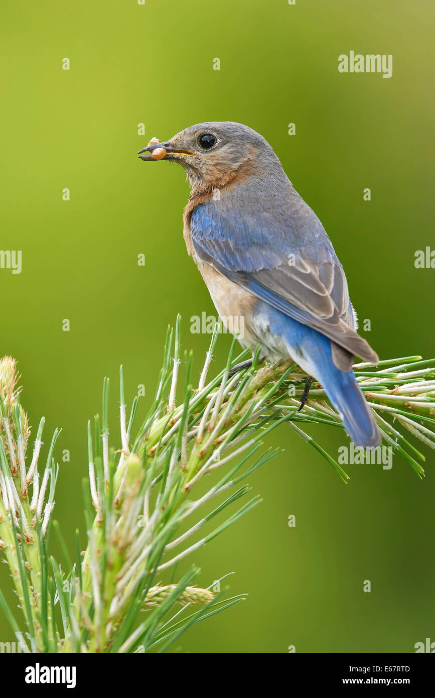 - Le Merlebleu de l'Est Sialia sialis - femme adulte Banque D'Images