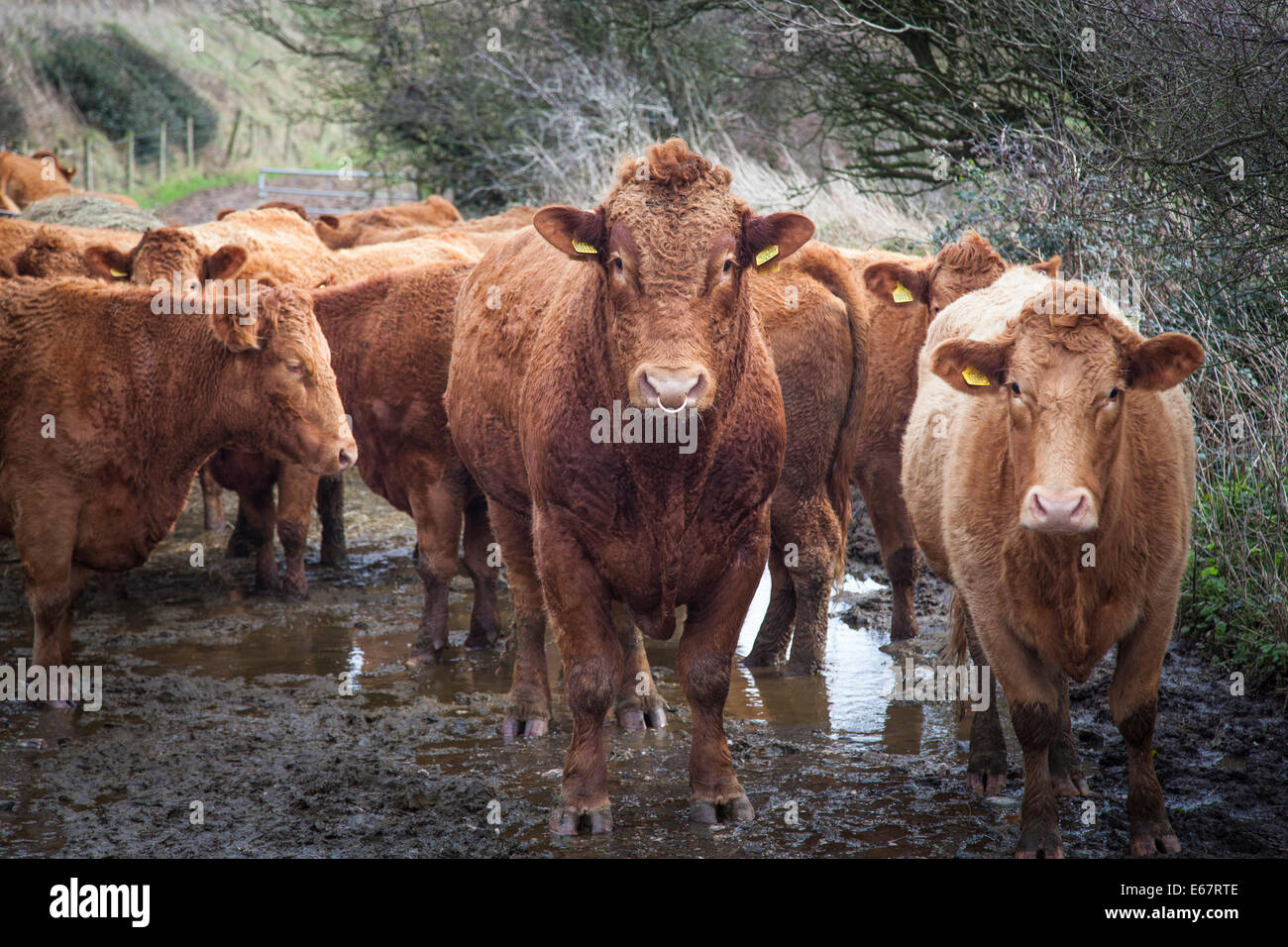 Rouge rubis bovins Devon attendre patiemment dans une flaque boueuse. Banque D'Images