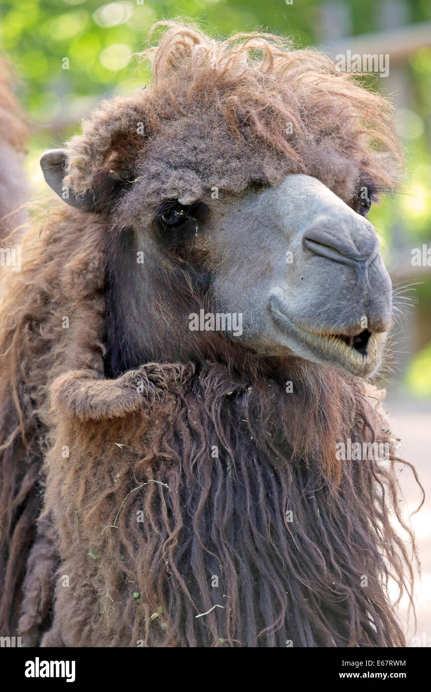 Portraif d'un chameau de Bactriane (Camelus bactrianus), un grand mammifère de steppes de l'Asie centrale Banque D'Images