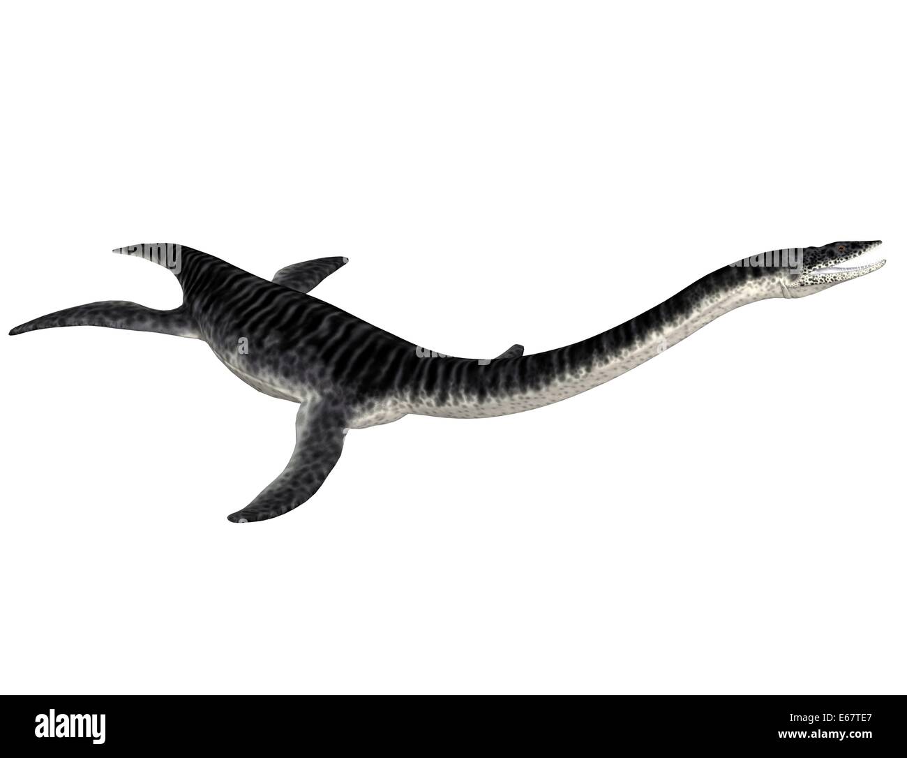 Plesiosaurus dinosaure Plesiosaurus Dinosaurier / Banque D'Images