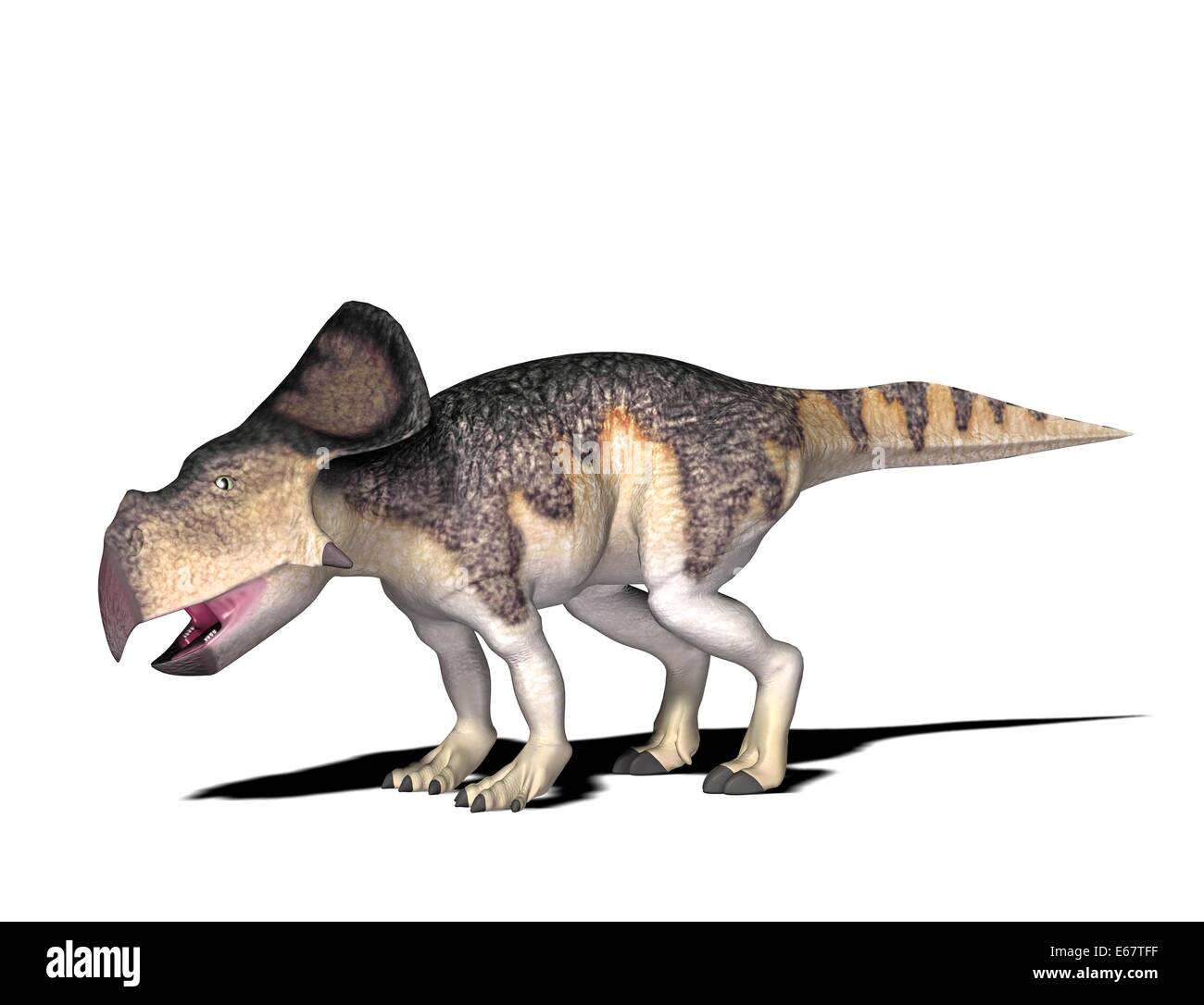 Protoceratops Dinosaurier Protoceratops dinosaure / Banque D'Images