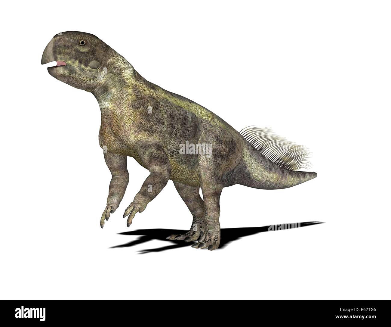 Dinosaure Psittacosaurus Psittacosaurus Dinosaurier / Banque D'Images