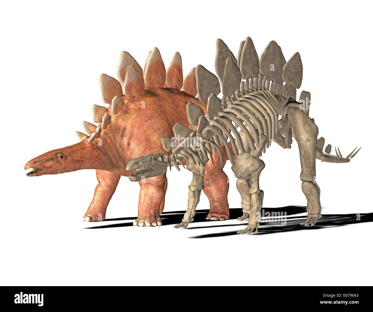 Le Stegosaurus Stegosaurus dinosaur Dinosaurier / Banque D'Images
