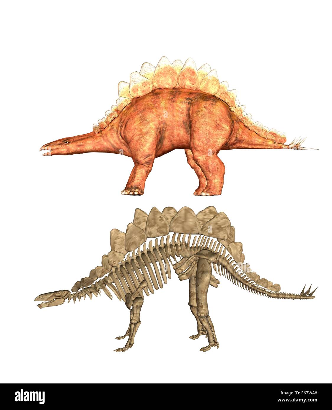 Le Stegosaurus Stegosaurus dinosaur Dinosaurier / Banque D'Images