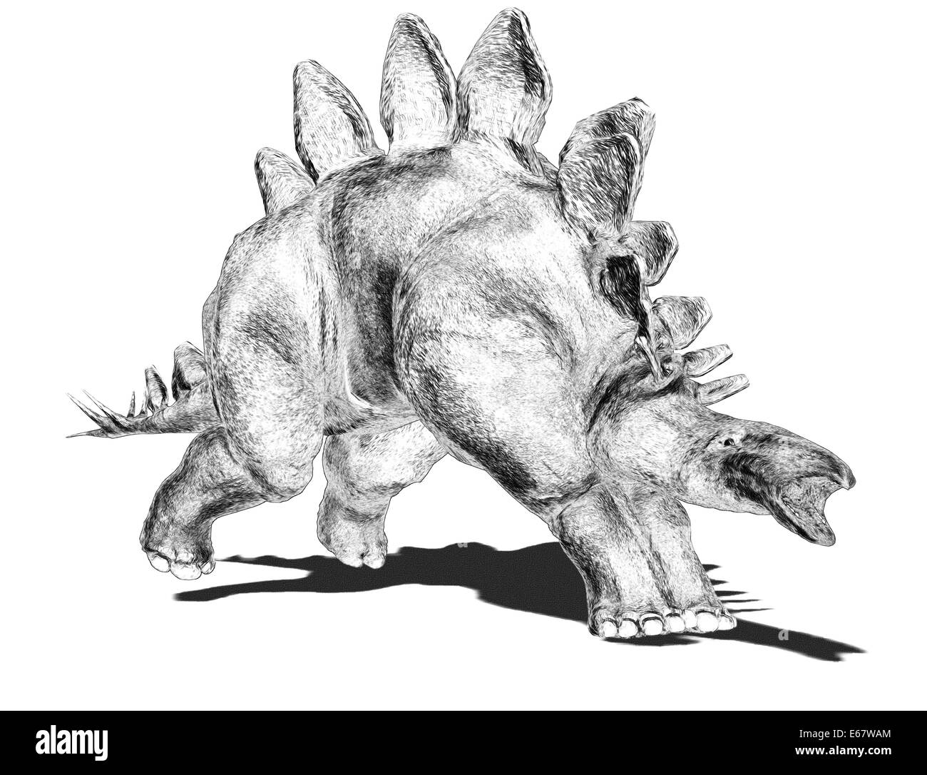 Le Stegosaurus Stegosaurus dinosaur Dinosaurier / Banque D'Images