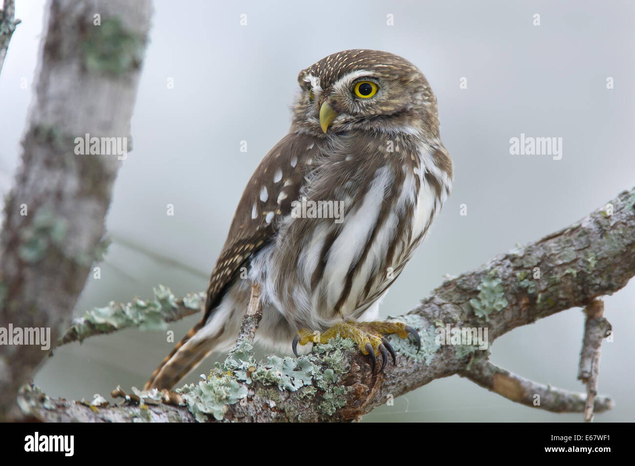 - Glaucidium brasilianum Chevêchette brune Banque D'Images