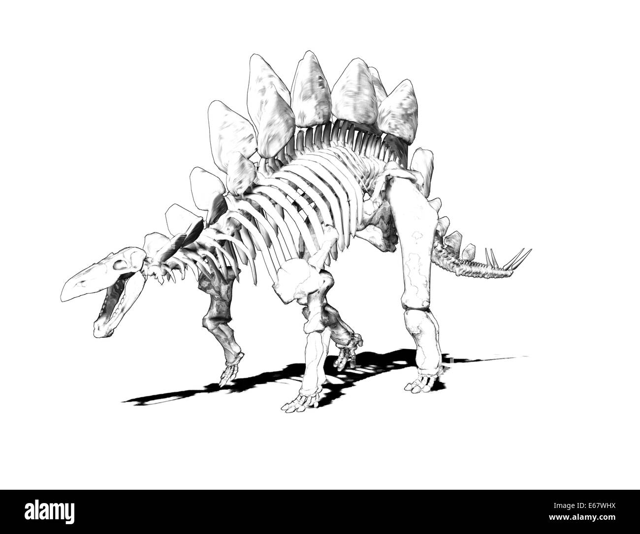 Le Stegosaurus dinosaur Dinosaurier Feststellung / Stegosaurus squelette Banque D'Images