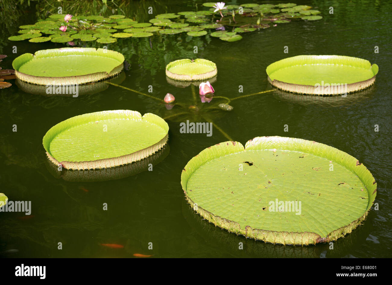 Lotus flottant sur un étang de koi fish Banque D'Images