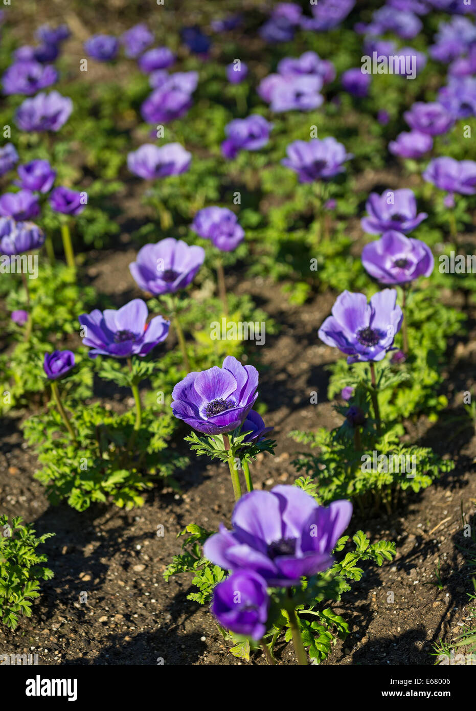 Belle Mona Lisa fleurs bleu profond, Anemone coronaria. Banque D'Images