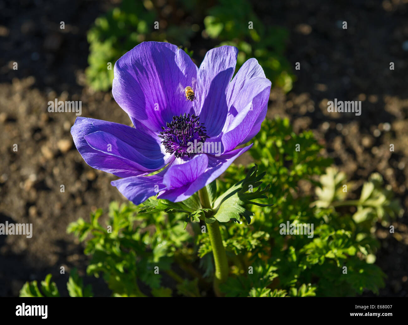 Belle Mona Lisa fleurs bleu profond, Anemone coronaria. Banque D'Images