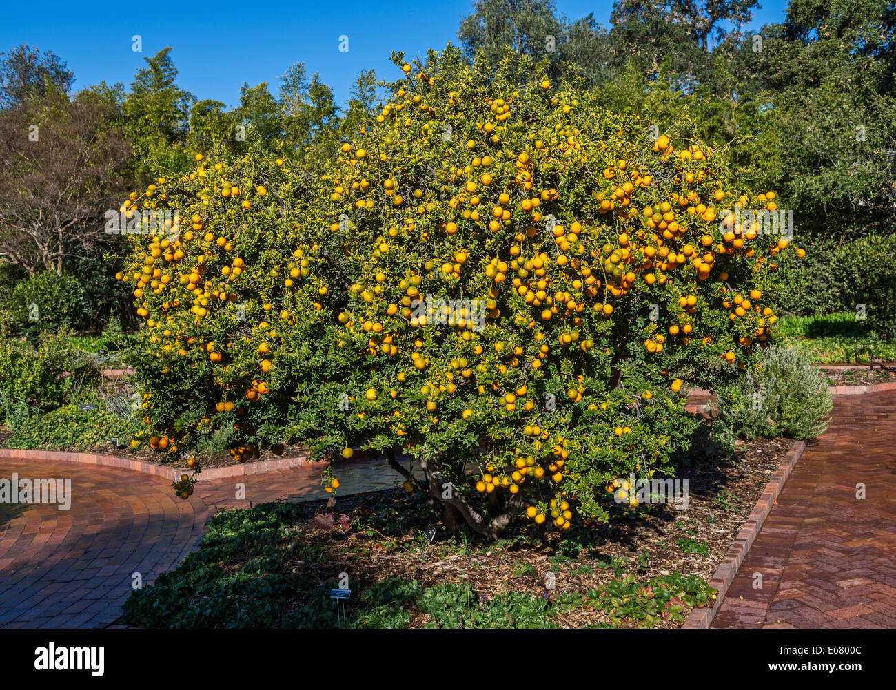 Un arbre plein d'Oranges Chinotto, Bigaradier à la bibliothèque Huntington et les jardins botaniques. Banque D'Images