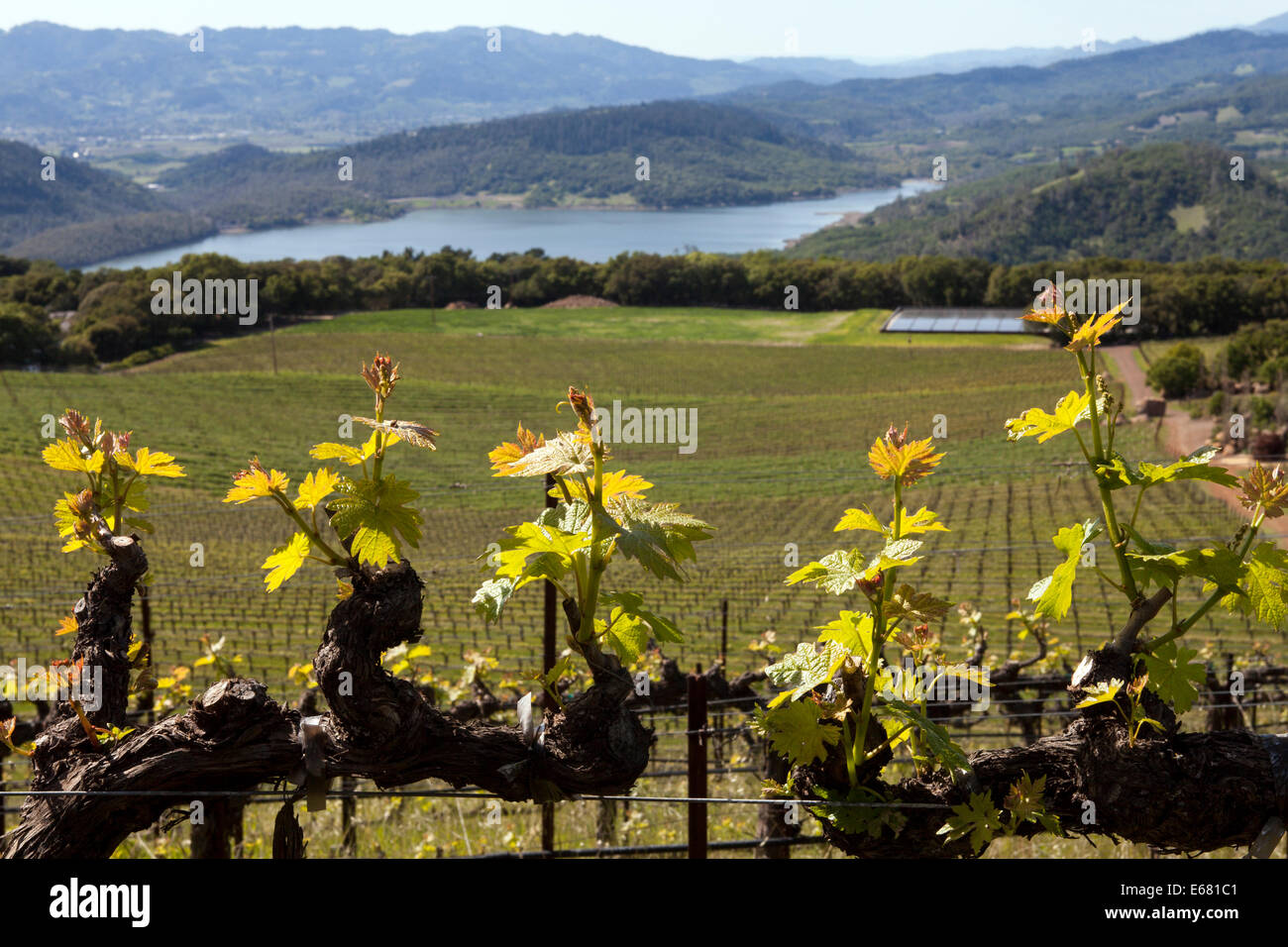 Le lac vu de l'ensemble Hennessey Estate, Napa Valley, Californie, USA Banque D'Images