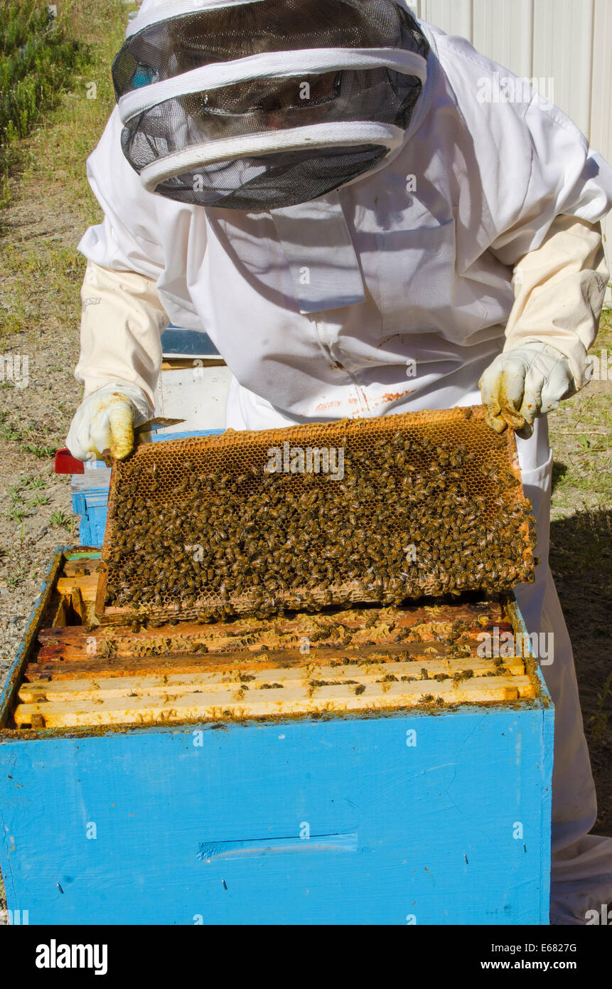 L'apiculture à l'Arlo's Honey Farm, Kelowna, Colombie-Britannique, Canada. Banque D'Images