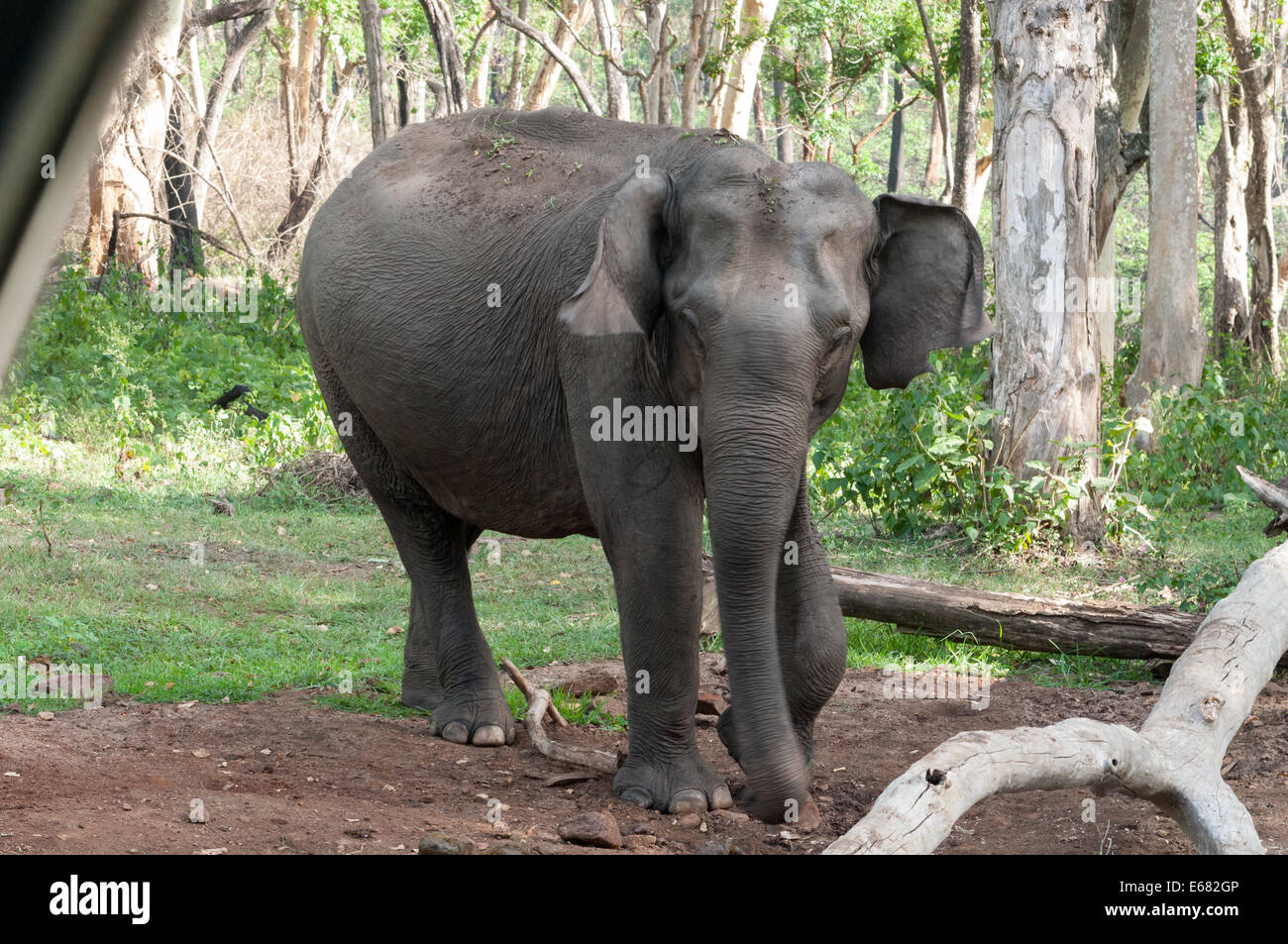 L'éléphant d'indiennes Banque D'Images
