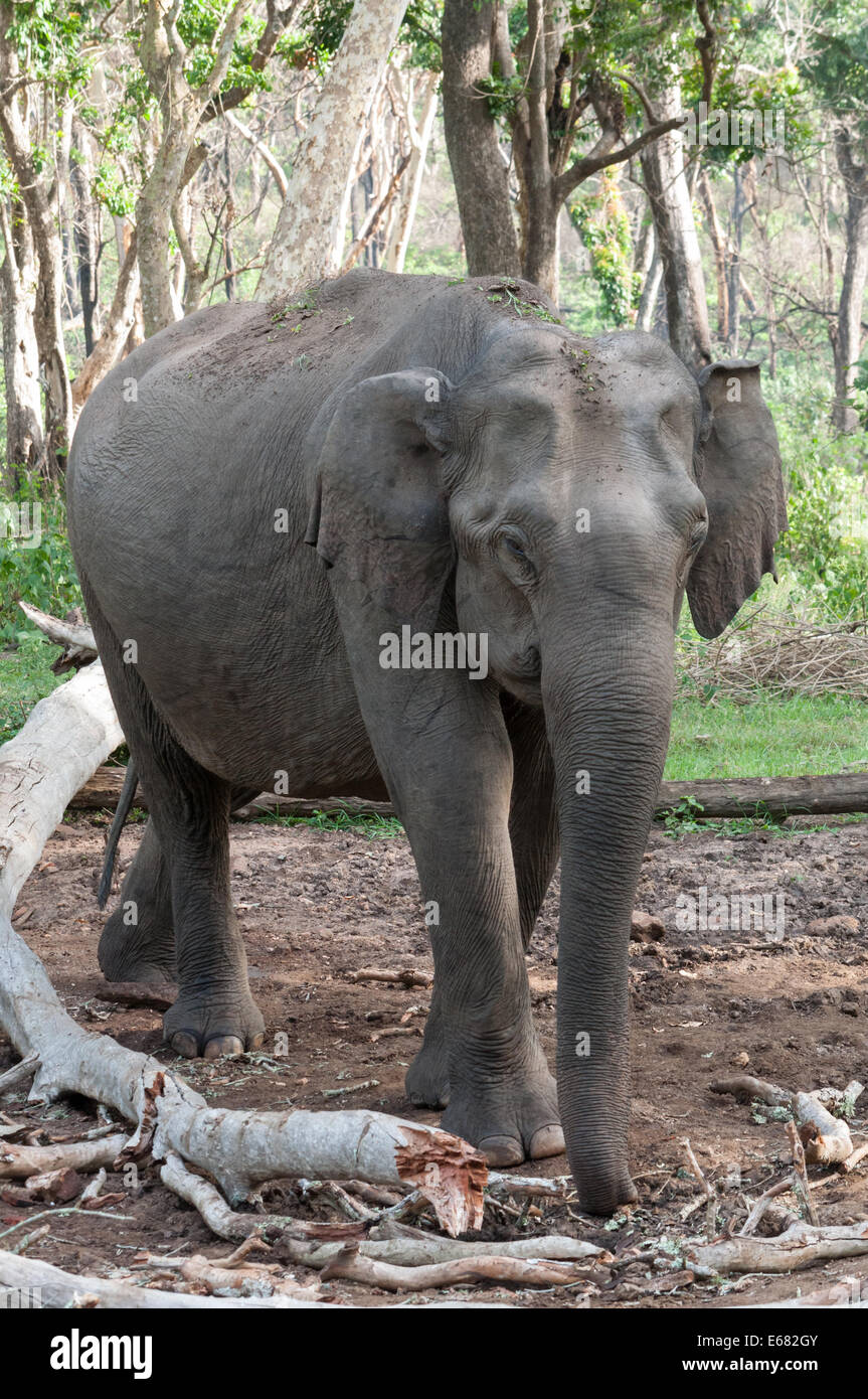 L'éléphant d'indiennes Banque D'Images