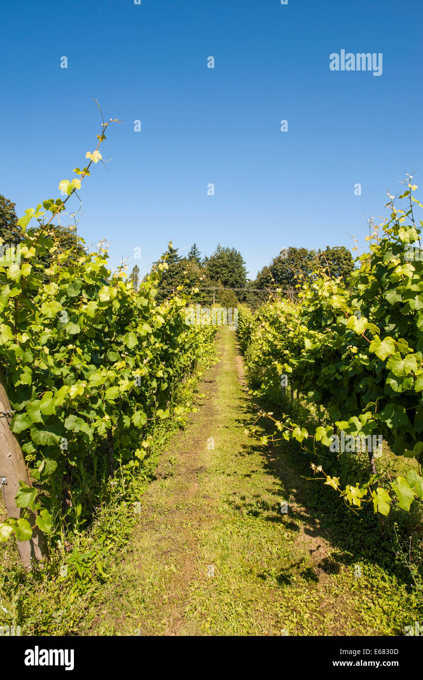 Vignes vigne à Canton 7 Winery, Langley, Colombie-Britannique, Canada. Banque D'Images