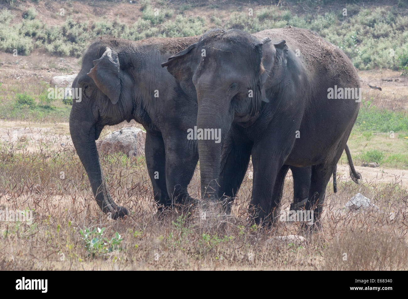 Les éléphants d'indiennes Banque D'Images